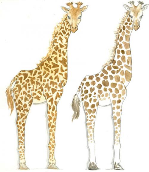 A sketch of two giraffes with different markings