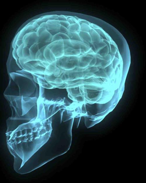Brain and skull rendering