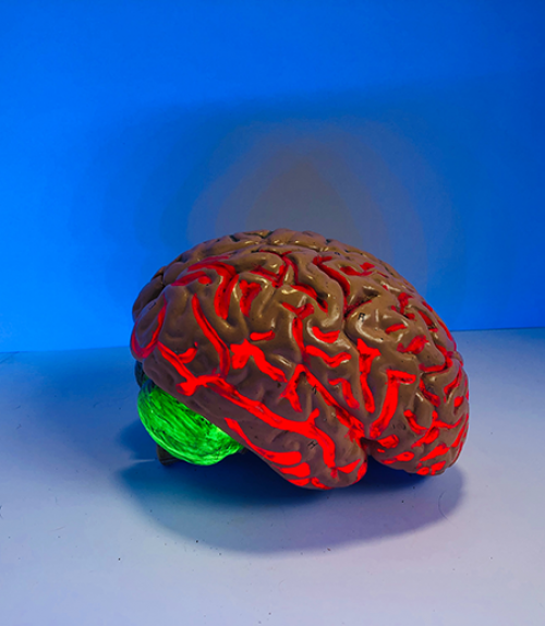  A human brain replica in front of a blue background. 