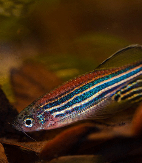 Zebrafish