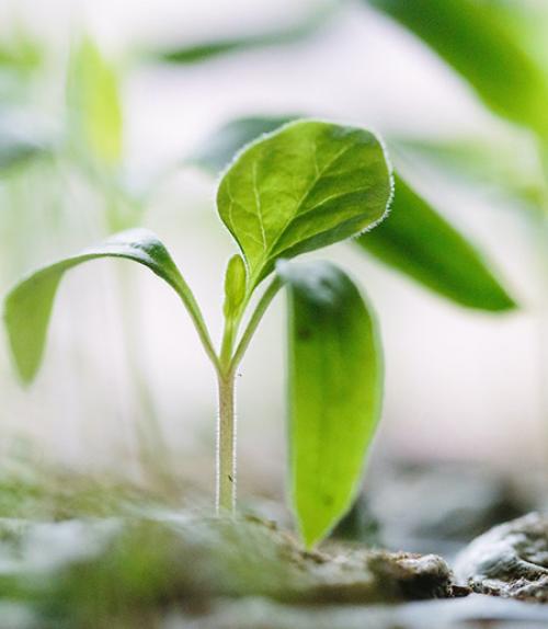 Tiny green plant