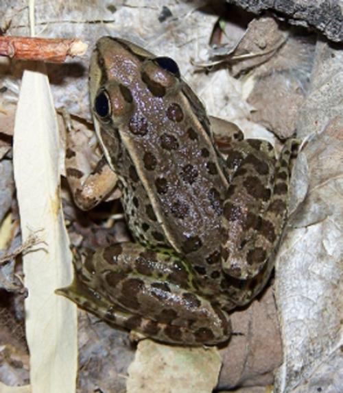 Frog