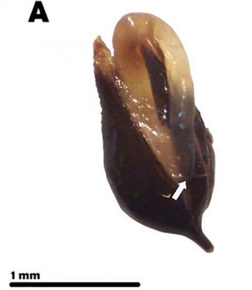  A germinated seed