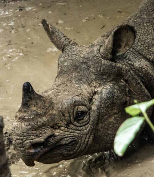 A male Javan rhinoceros is pictured at Ujung Kulon National Park in Indonesia.