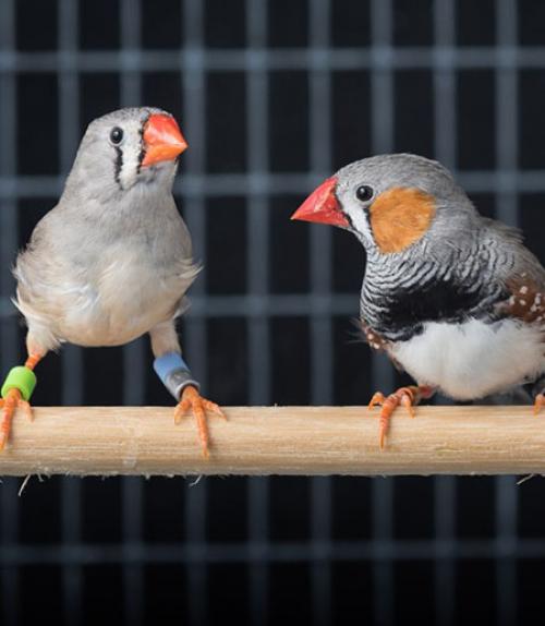 baby zebra finch development