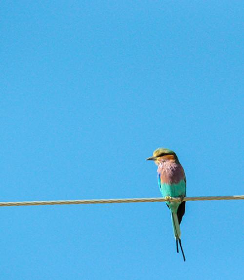 Pink and green bird on a wire, blue sky