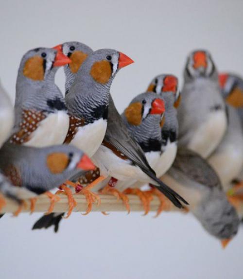  A group of zebra finches