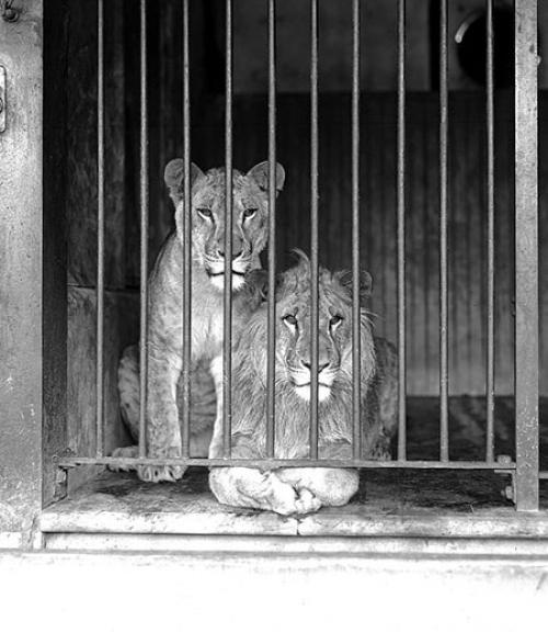A male and female lion behind the bars of a zoo cage, looking out