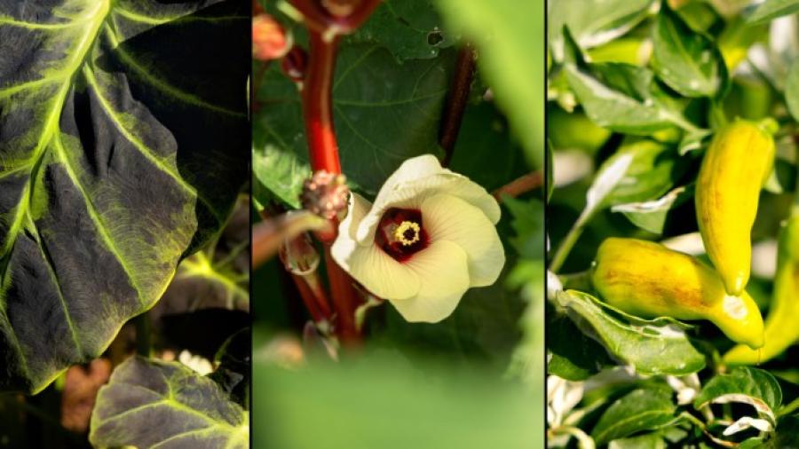 Three images of plants