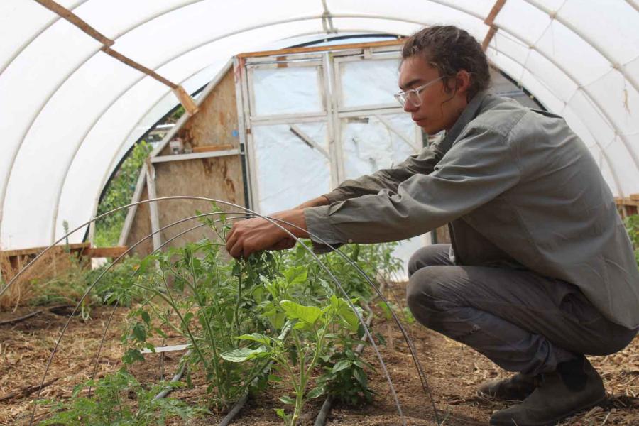 person pruning plants in a greenhouse