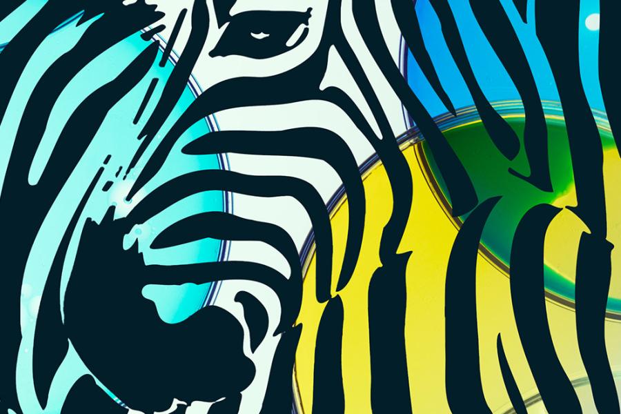 Illustration showing a zebra head hidden among swaths of color