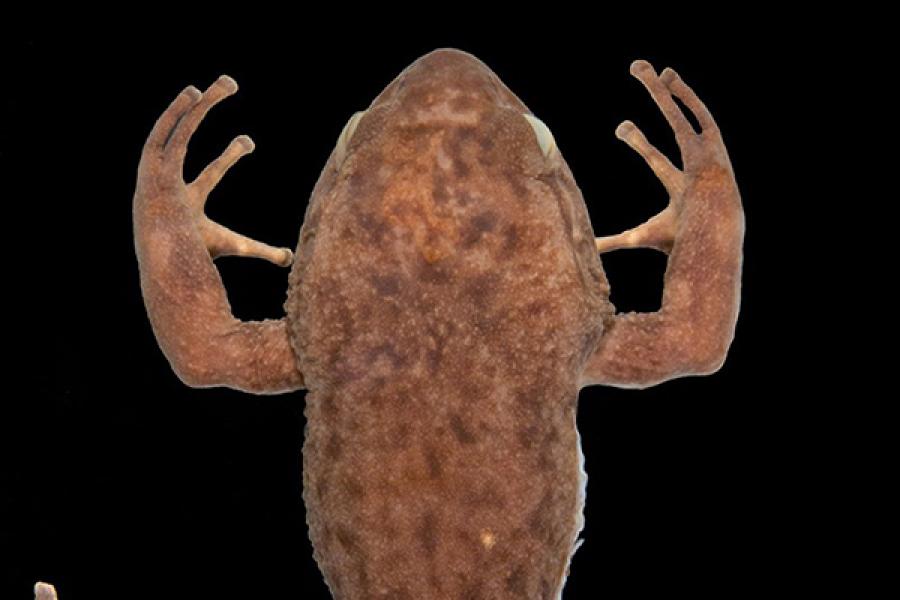 Frog specimen, preserved for a museum