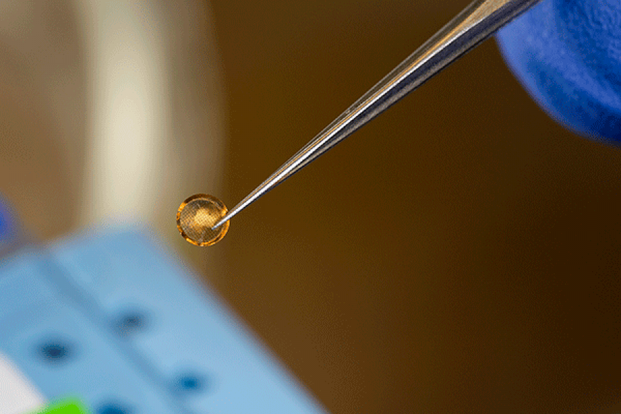 A tiny gold grid that holds protein samples