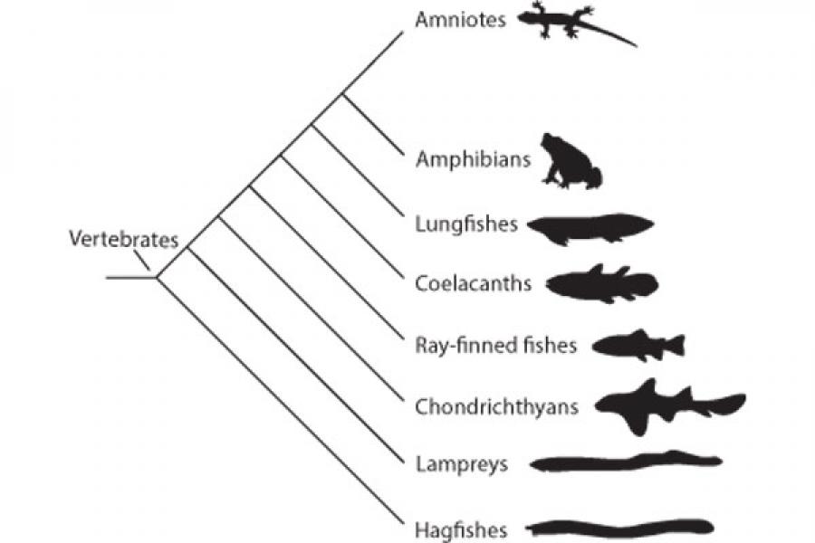 Tree of life branch for vertebrates