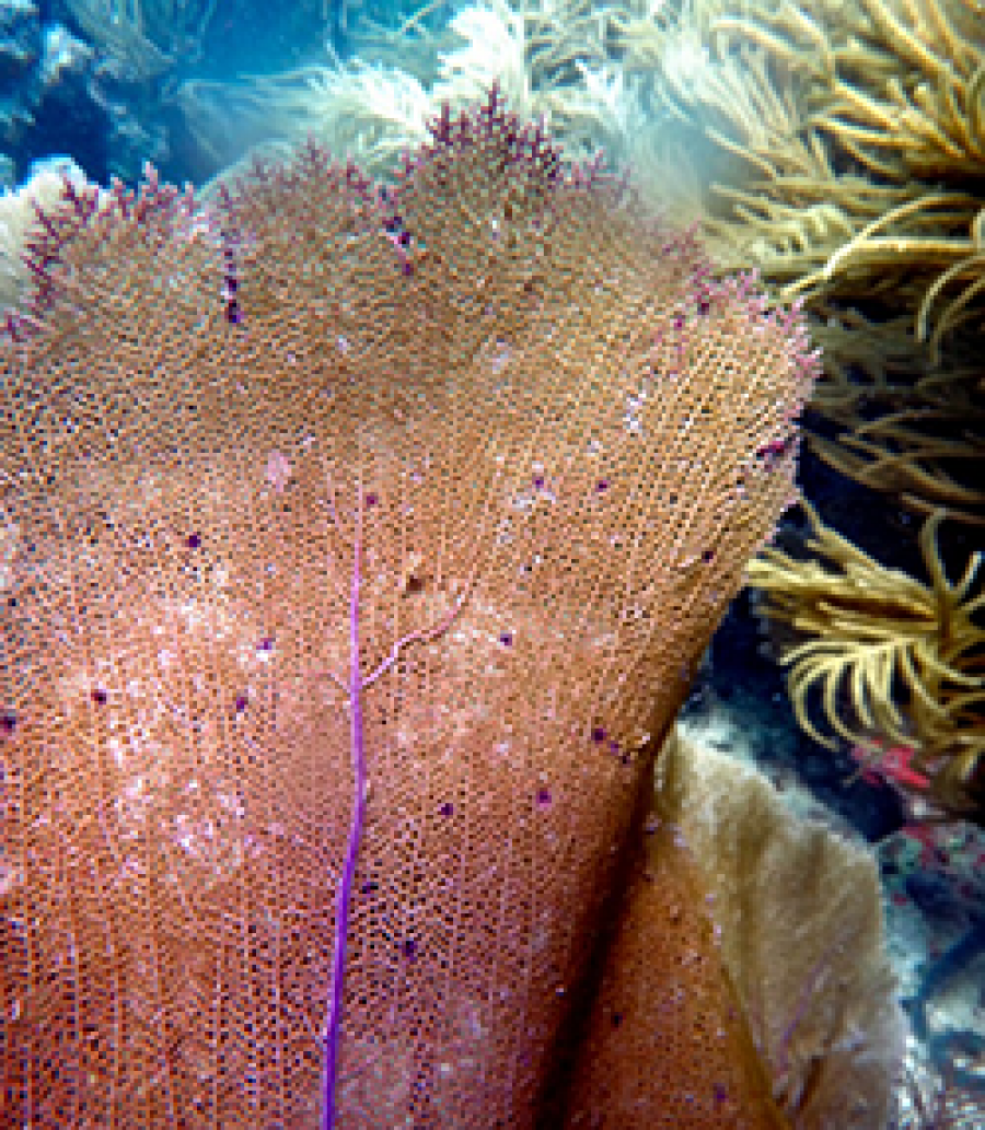 Purple dots scar a sea fan, as a result of multifocal purple spots disease infecting the coral.