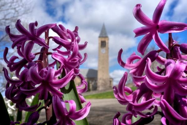 Purple flower blossoms with Cornell's McGraw Tower in the background