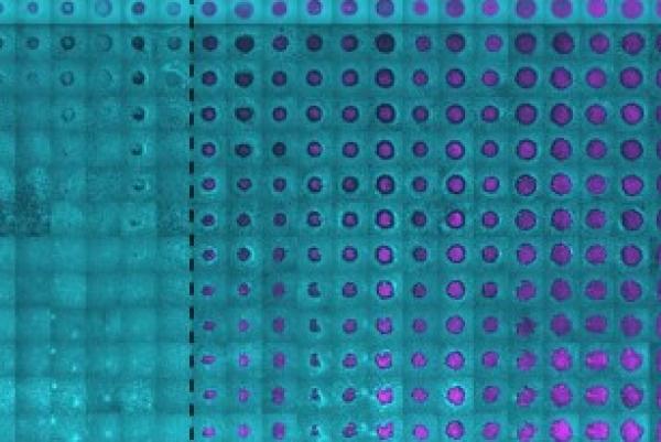 purple dots in a grid against a turquoise background
