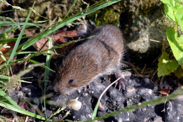Small brown furry rodent crawling among rocks and blades of grass