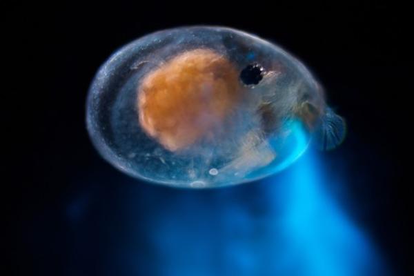 Oval shaped sea creature with an orange inside emits blue light