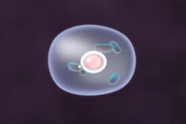 Illustration of a cell showing a purple oval containing a pink circle and five blue oblongs