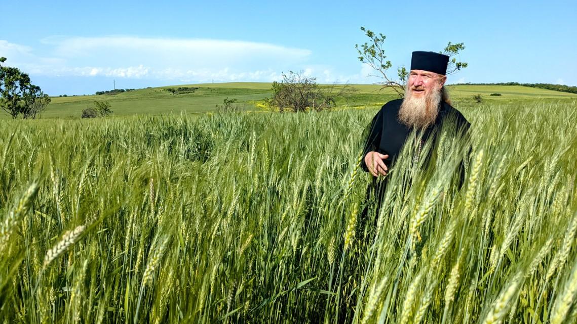 Person wearing clerical robes and hat stands in a field of green grain stalks