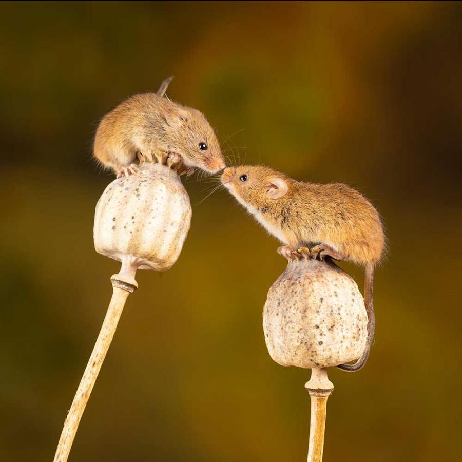 		Two mice perched on flowers and facing each other
	