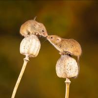 Two mice perched on flowers and facing each other