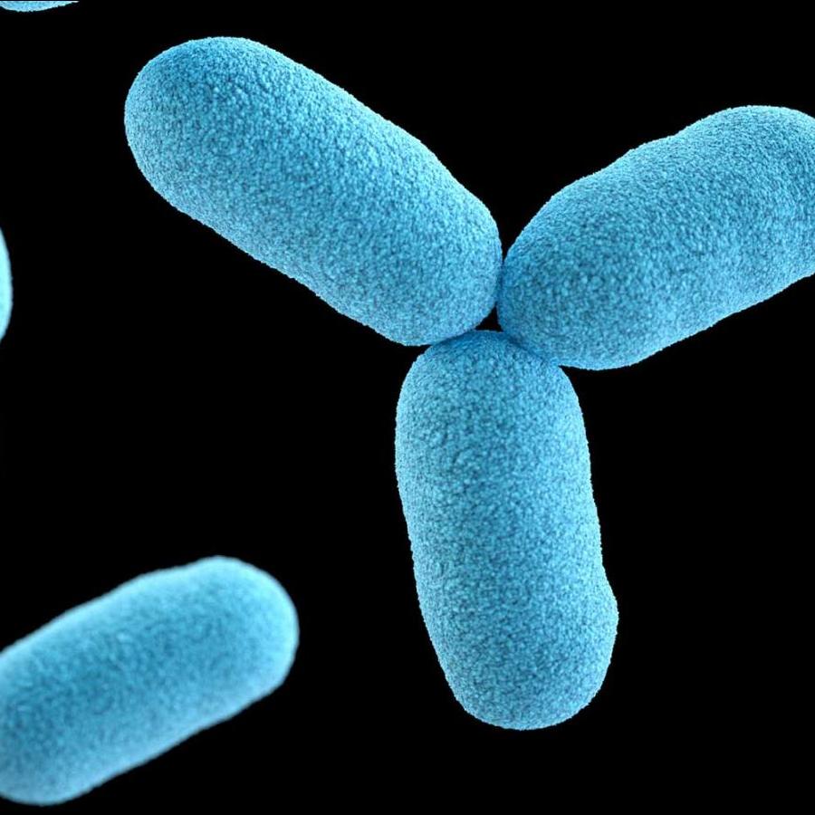 Blue oblong shapes (bacteria magnified)