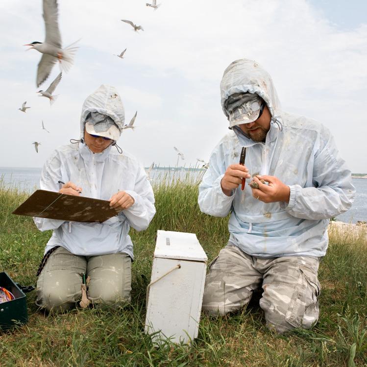 Undergraduates conducting research at Shoals Marine Lab