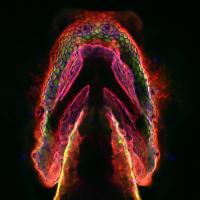 Magnified image shows an arrow-shaped embryo, glowing red, yellow and purple at the edges, appearing to give off red smoke