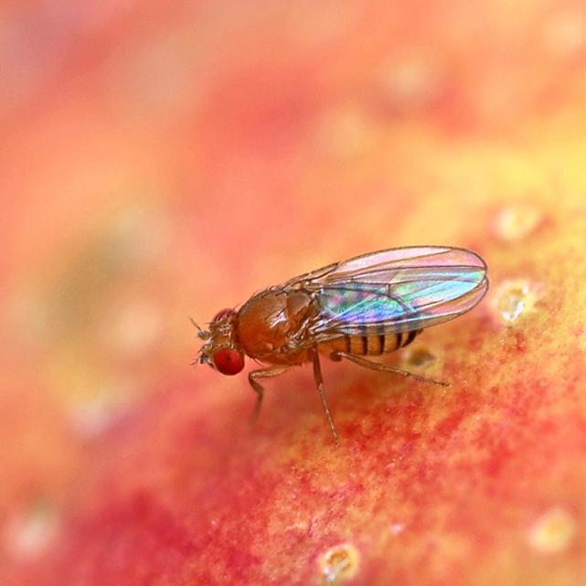 Fruit fly against an orange surface