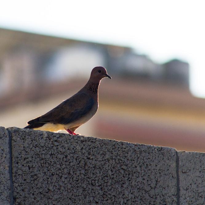 		Dove perched on a wall
	