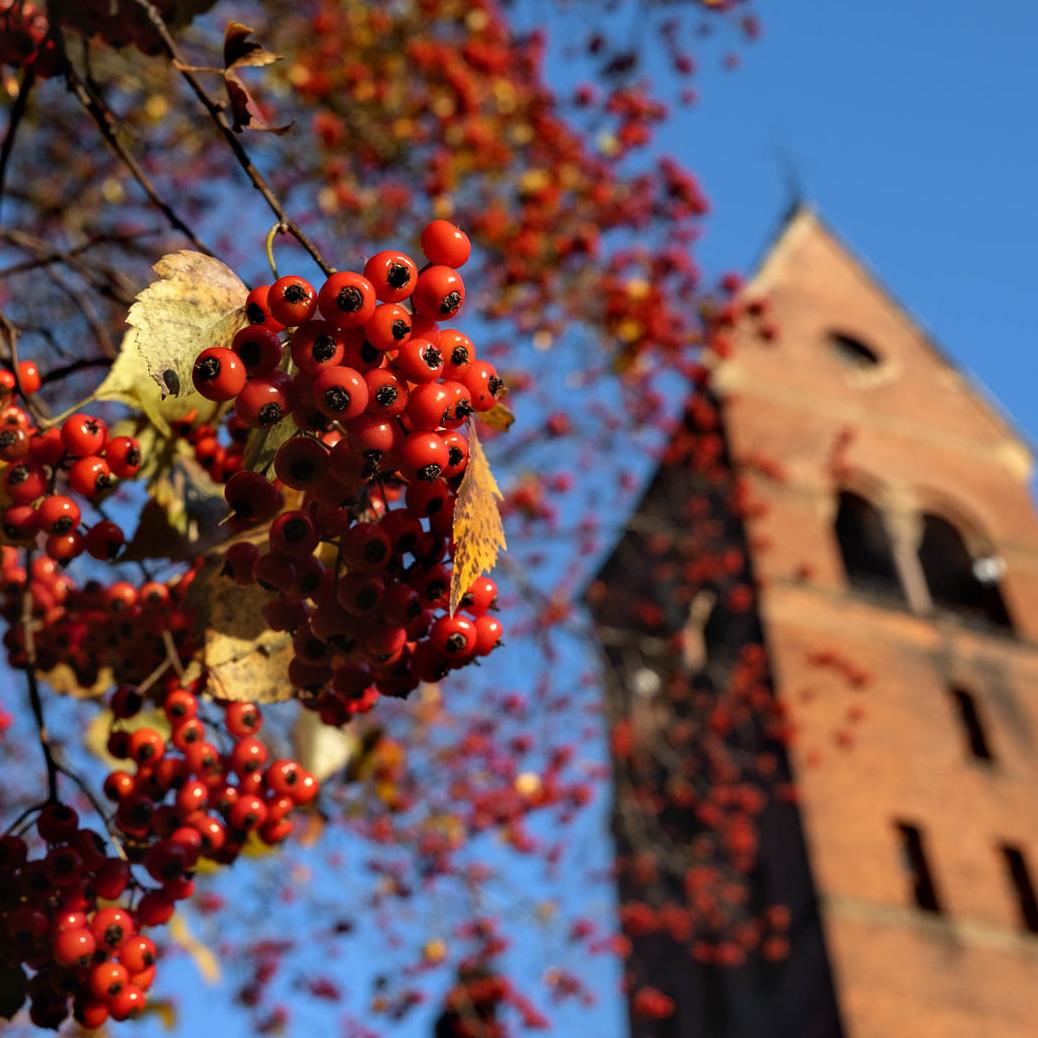 		Winter berries in tree with Barnes Hall tower in the background.
	