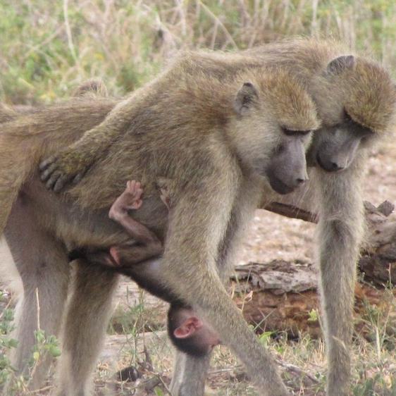 		Three baboons in the wild; one is a baby clinging to an adult
	