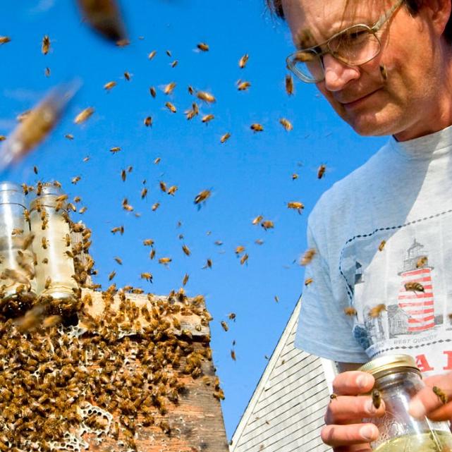 		A wooden box covered with bees, with more in the air; Thomas Seeley in a t-shirt and glasses, holding a jar, is watching them.
	