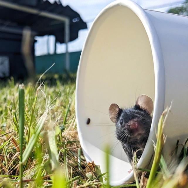 		Mouse peering out of a white paper cup set in a grassy field
	