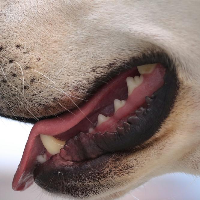 		close up of a dog's mouth
	