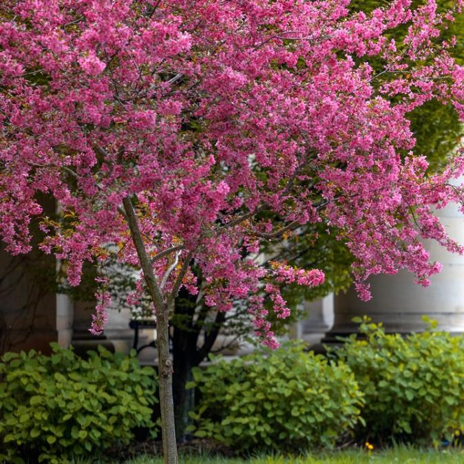 Pink flowering tree and a stone colonade with people on the steps