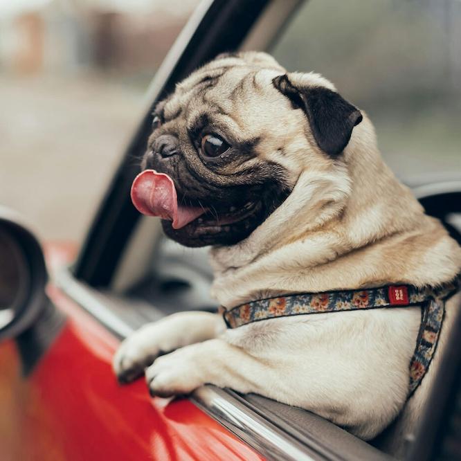 		A pug dog leans out the window of a red car. It is very cute
	