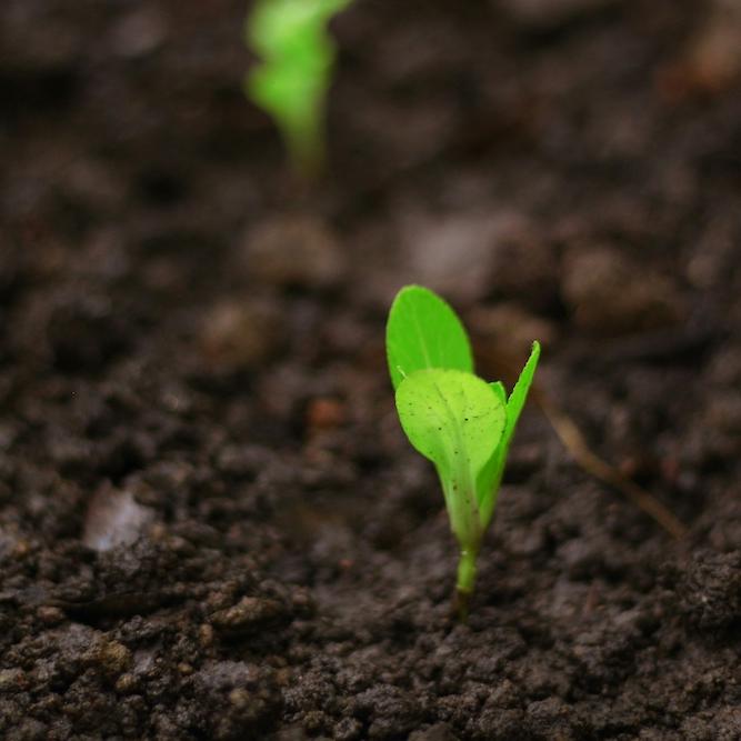 		Bright green sprout in dark soil
	