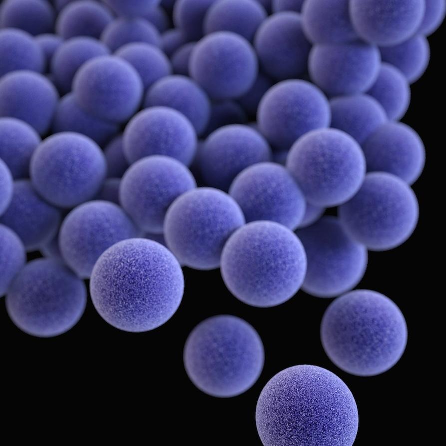 		purple spheres representing bacteria
	