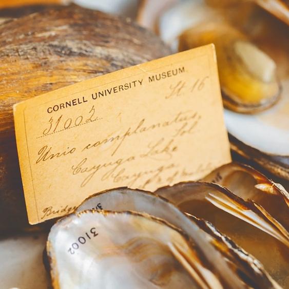 shells with a yellowed, aged museum card covered with script writing