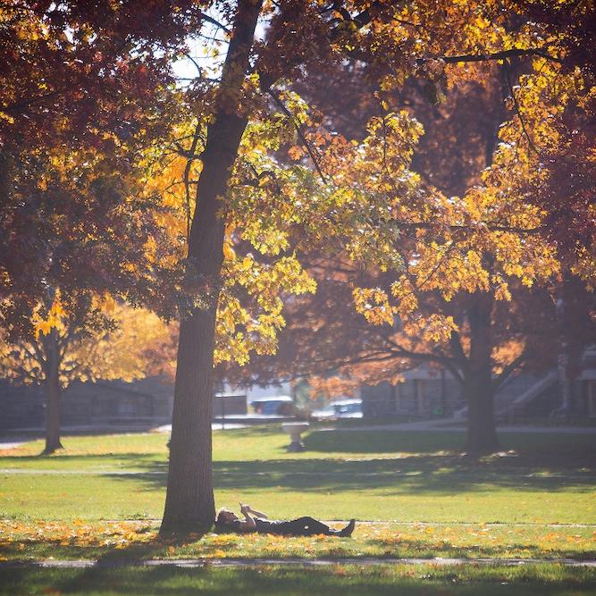 		Autumn orange tree with a person lying under it, reading
	