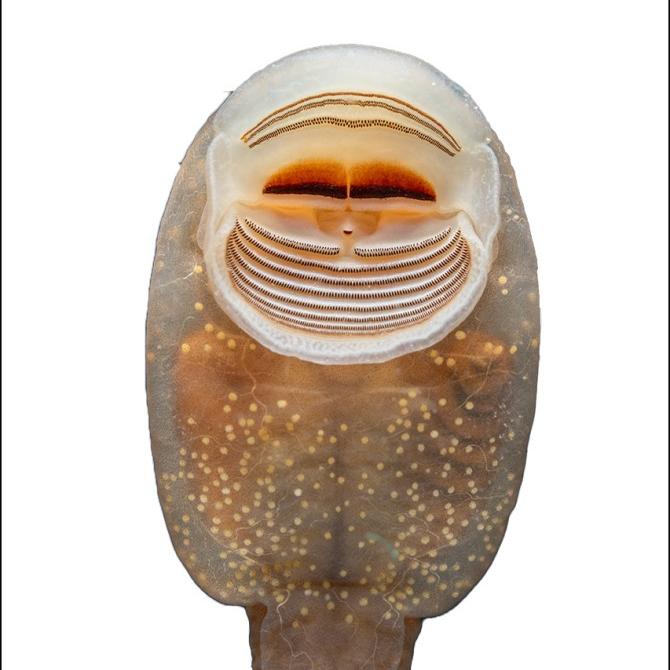 underside of a tadpole, in great detail
