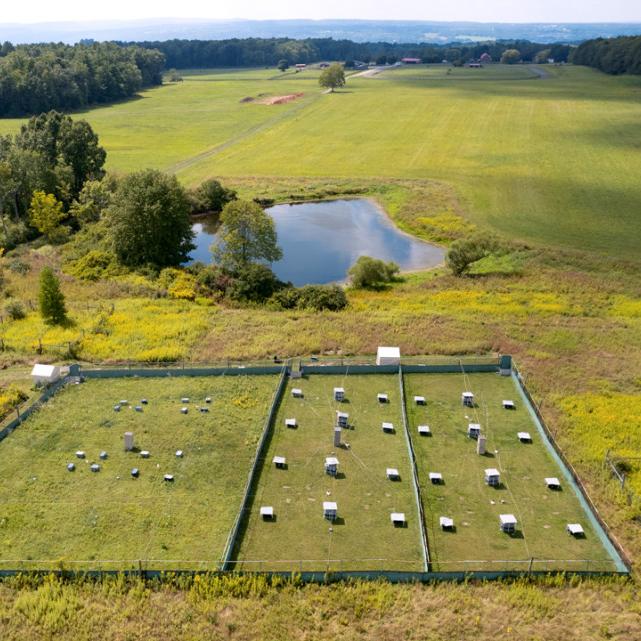 		Aerial view of a green field in summer, a distant view and a square marked on on the ground, set with small boxes
	