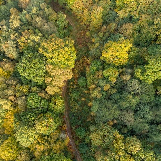 Forest seen from above