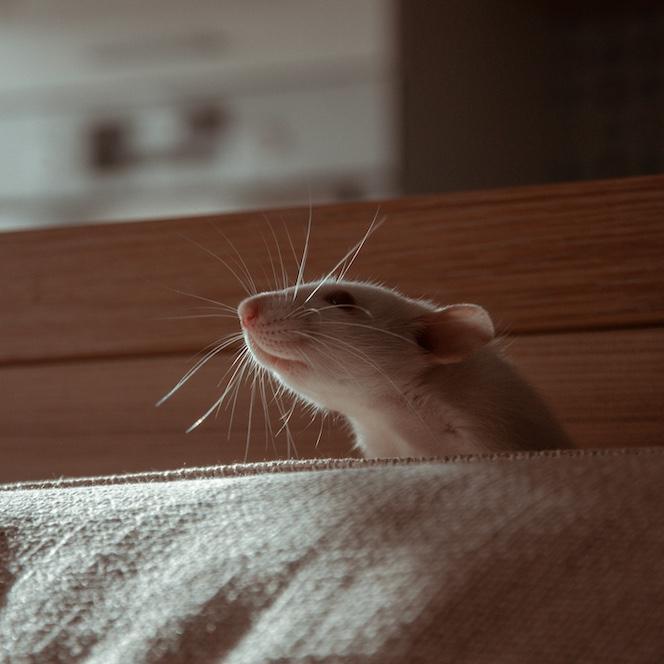 		Mouse peeking over the back of a couch in a dim room.
	