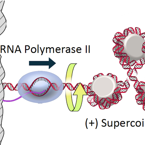 		Illustration showing RNA Polymerase II interacting with Chromatin
	