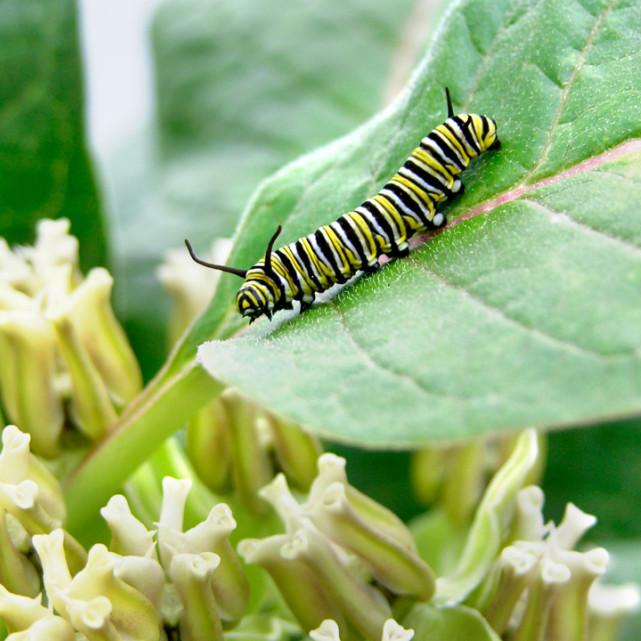 		A striped caterpiller on a green leaf
	