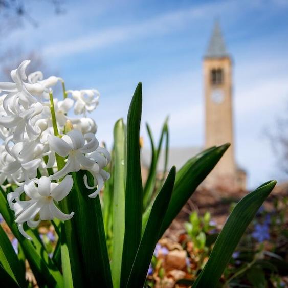 		Spring flowers bloom near Ho Plaza
	